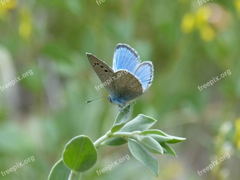 Pseudophilotes Panoptes Blue Butterfly Butterfly Lepidopteran Blaveta Of The Farigola