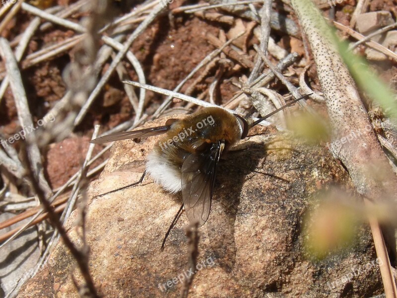 Bombus Drone Detail Free Photos