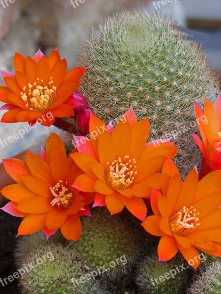 Flowers Cactus Flower Of The Cactus Flowering Cactus Free Photos