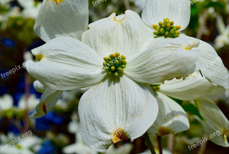 Dogwood Tree Flower White Spring