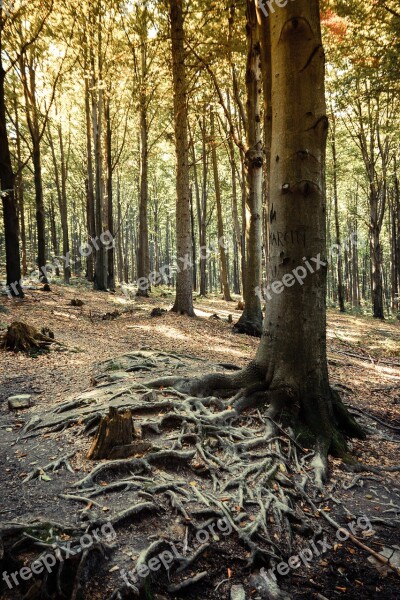 Tree Forest Root The Roots Of The Green