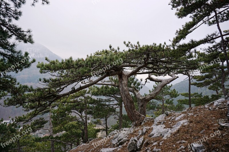 Black Pine Pine Pinus Nigra Conifer Tree