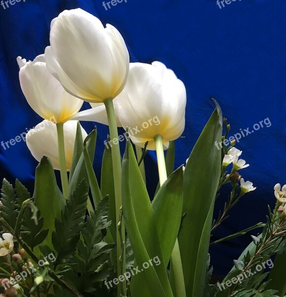 Tulips Strauss Flowers Schnittblume White Petals