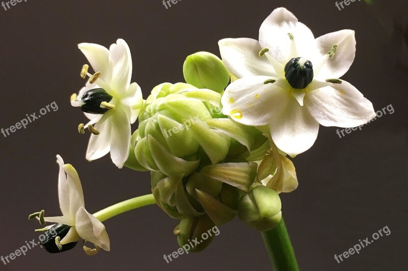 Flowers White Close Up Spring Bouquet Free Photos