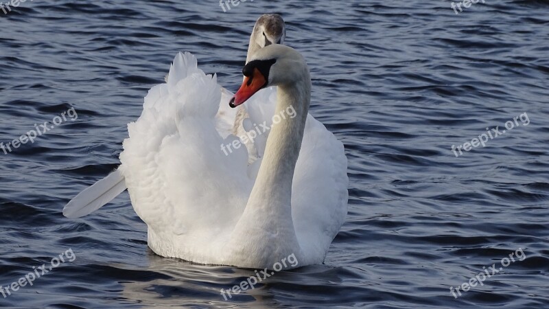 Swan Banter See Lake Wilhelmshaven Free Photos