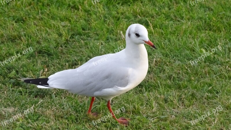 Seagull North Sea Wilhelmshaven Bird Sea