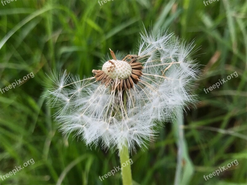 Meadow Dandelion Faded Close Up Free Photos