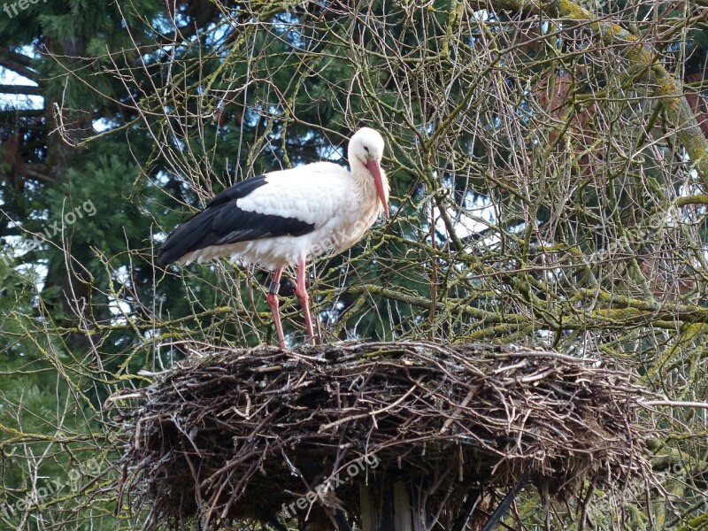 Stork Nest Bird Storchennest Rattle Stork