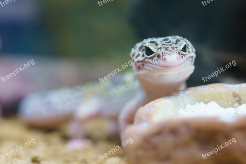 Gecko Reptile Terrarium Lizard Macro