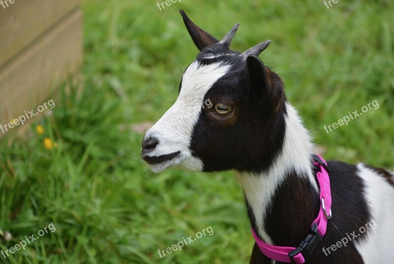 Goat Profile Head Animals Nature