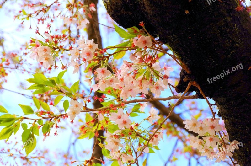 Cherry Blossoms Spring Flowers Sakura Japan