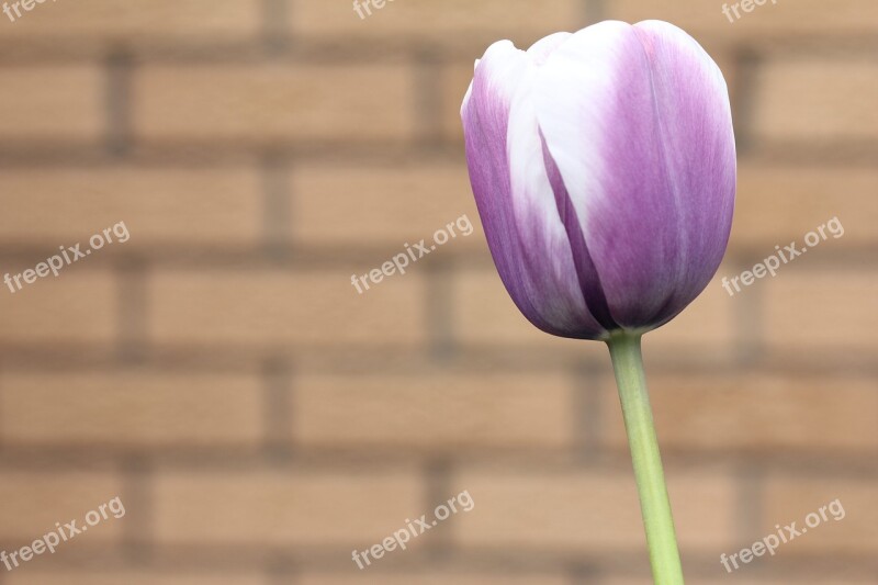 Tulip Purple White Sunny Plant