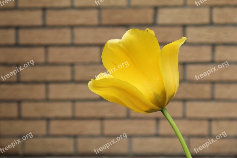 Tulip Yellow Sunny Plant Spring