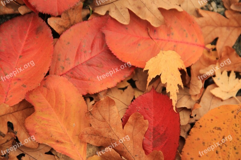 Autumn Leaf Fall Nature Yellow