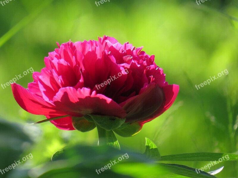 Peony Flower Summer Nature Garden