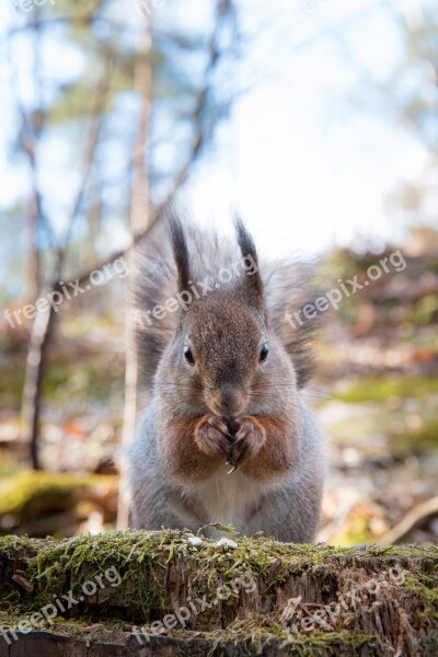 Squirrel Animal Sciurus Vulgaris The Rodent Helsinki