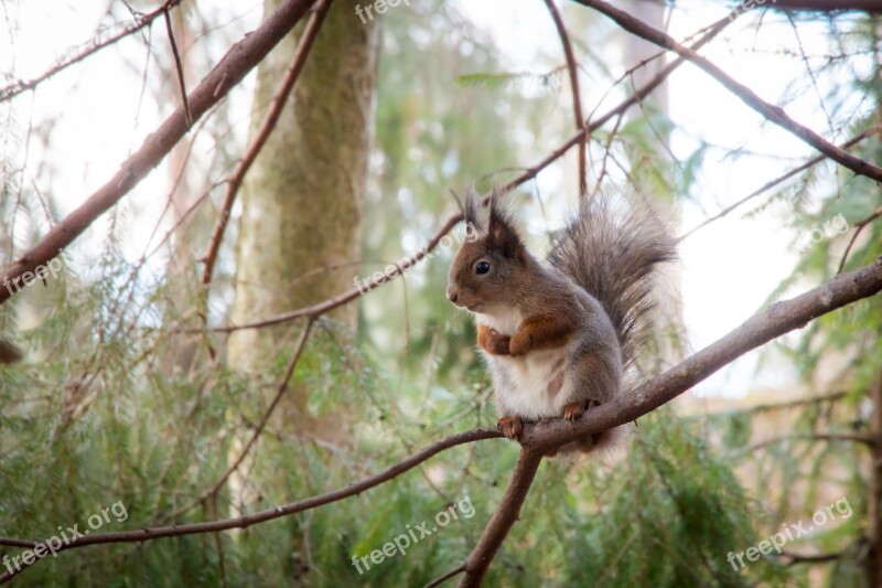 Squirrel Forest Tree Animal Finnish