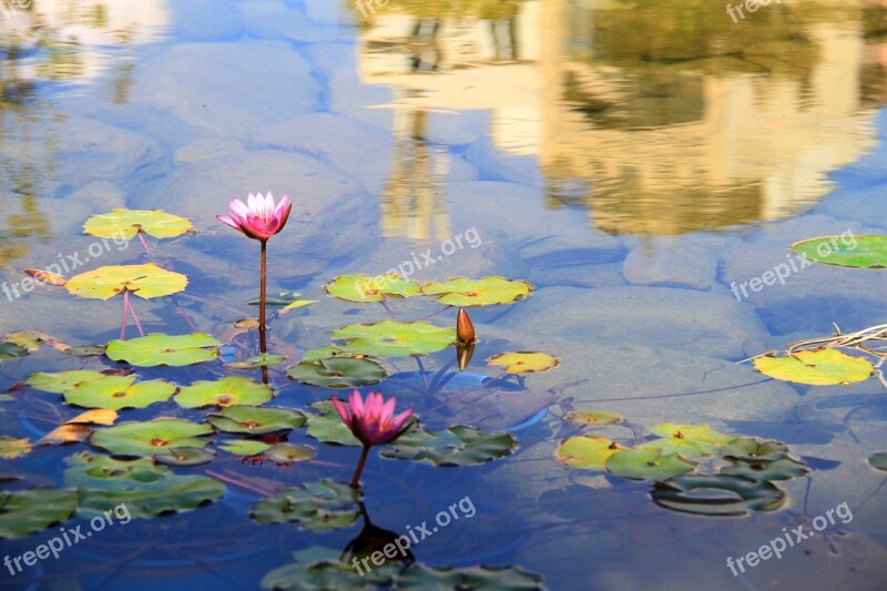 Lotus Pool Reflection Painting Stone