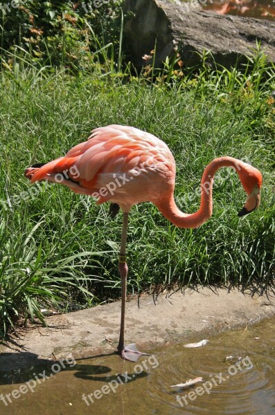 Flamingo Zoo Pink Wildlife Bird