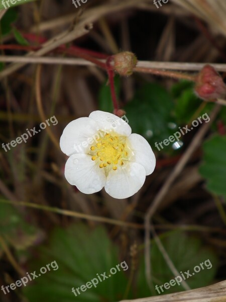 Flower Dewdrops White Flora Plant