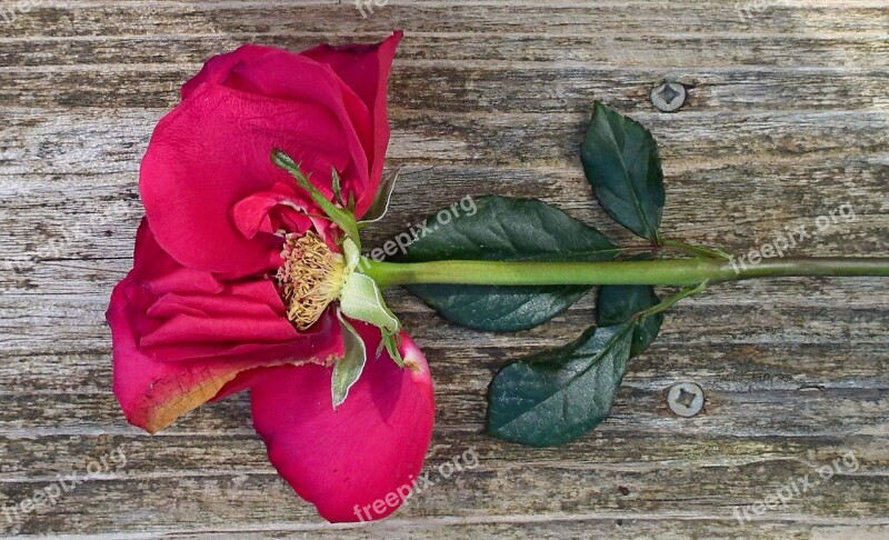 Rose Petals Wood Bloom Stem