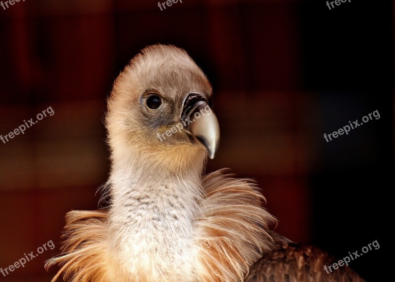 Vulture Bird Bird Of Prey Scavengers Raptor