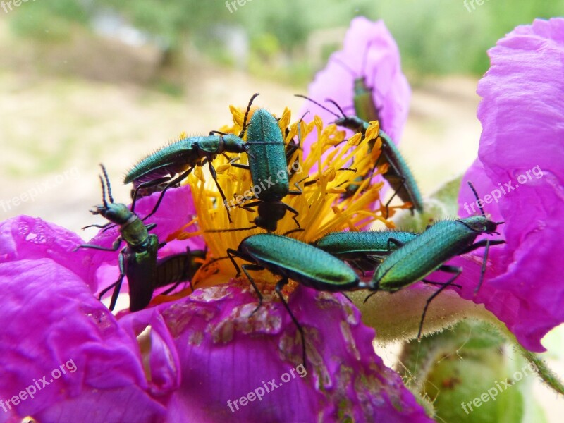 Psilothrix Viridicoerulea Green Beetle Insects Bugs Coleoptera