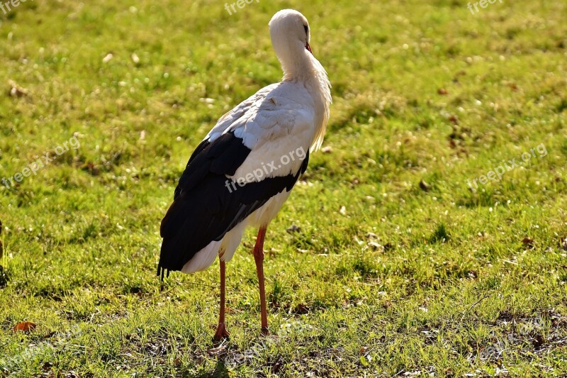 Stork Pride Bird Meadow Animal Portrait