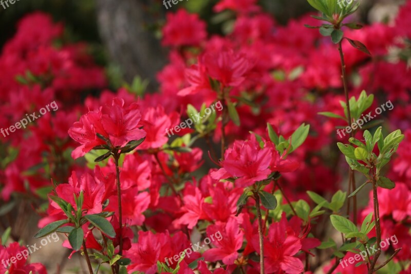 Azalea Herb Island Spring Free Photos