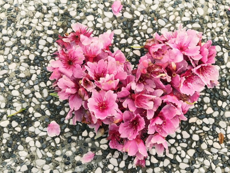 Cherry Blossoms Love Small Stone Free Photos