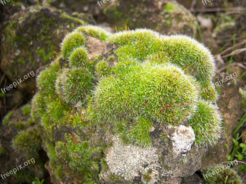 Nature Foam Green Macro Cushion