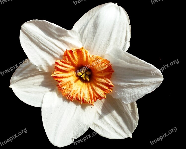 Narcissus Flower White Black Background Free Photos