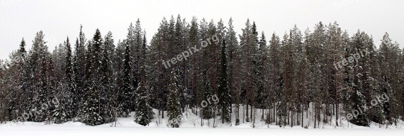 Snow Forest Winter Trees Finnish