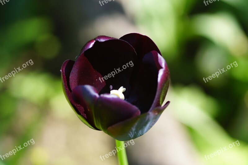 Tulip Dark Purple Isolated Macro Garden