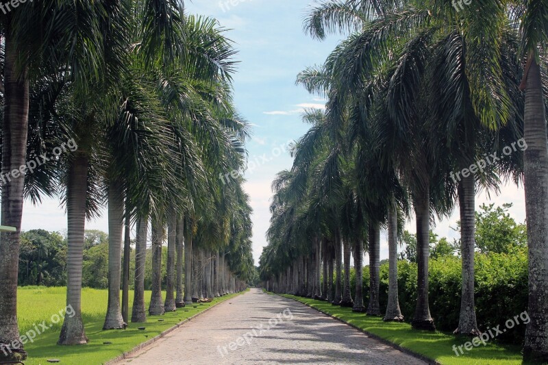 Palm Trees Avenue Road Imposing Nature