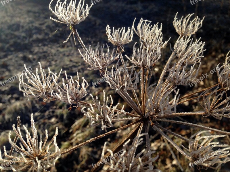 Plant Flower Frost Sun Umbel