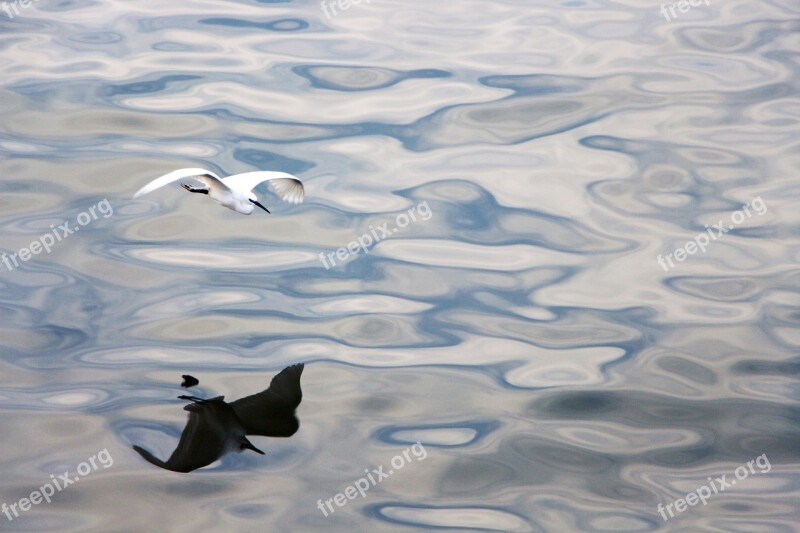 Bird Flight Reflection Beautiful Ppt