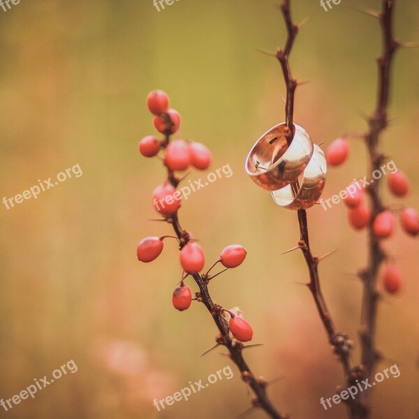 Wedding Rings Plants Jewelry Red Gold