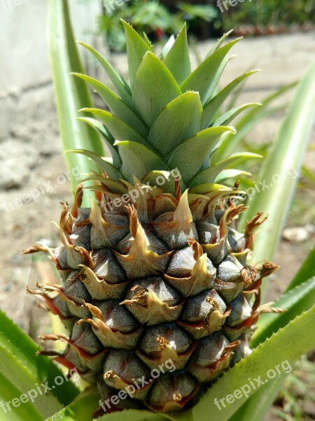 Pineapple Tropical Fruit Vegetable Free Photos