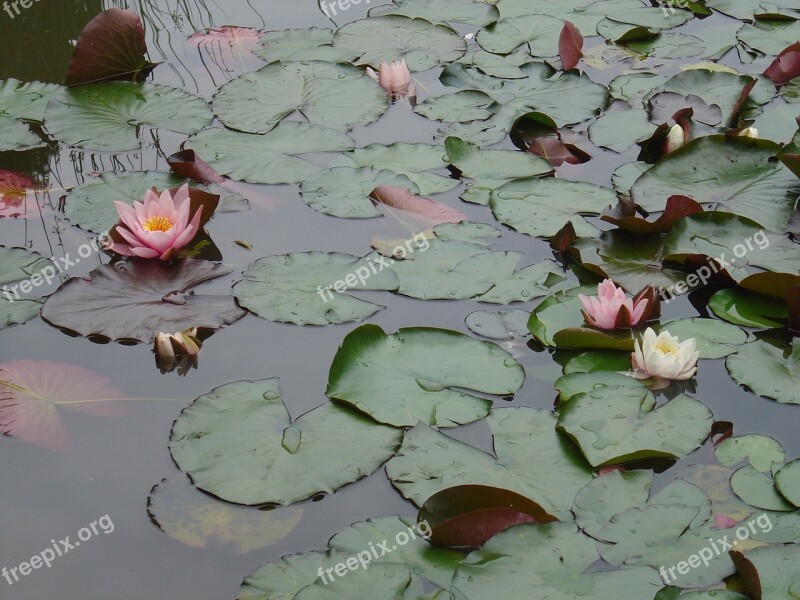 Aquatic Plant Pink Water Lily Pond Plant Free Photos