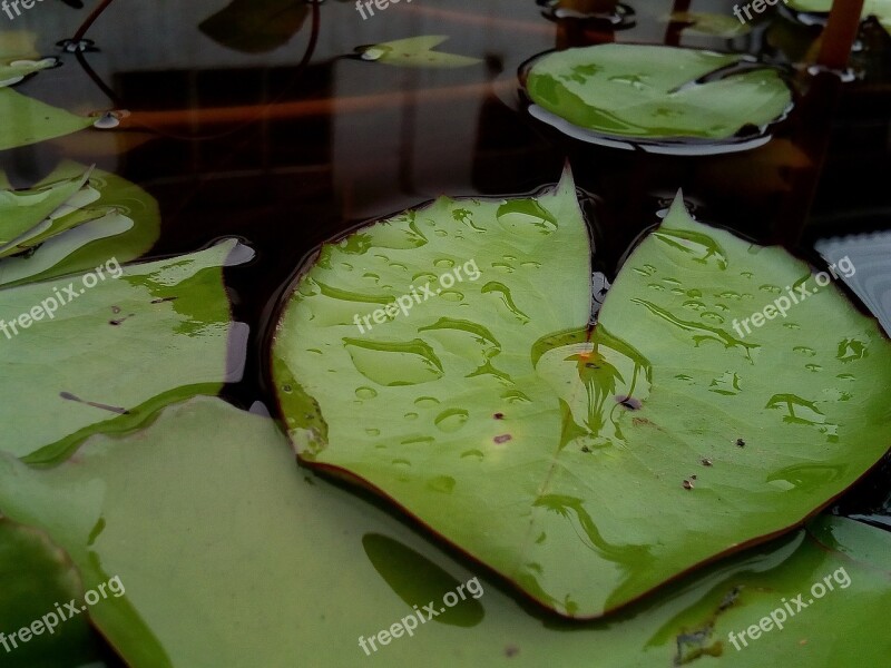 Lotus Leaf Water Plants Lotus Lotus Lake Lotus Basin