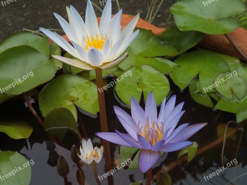 Lotus Leaf Lotus Water Plants Flowers Lotus Lake