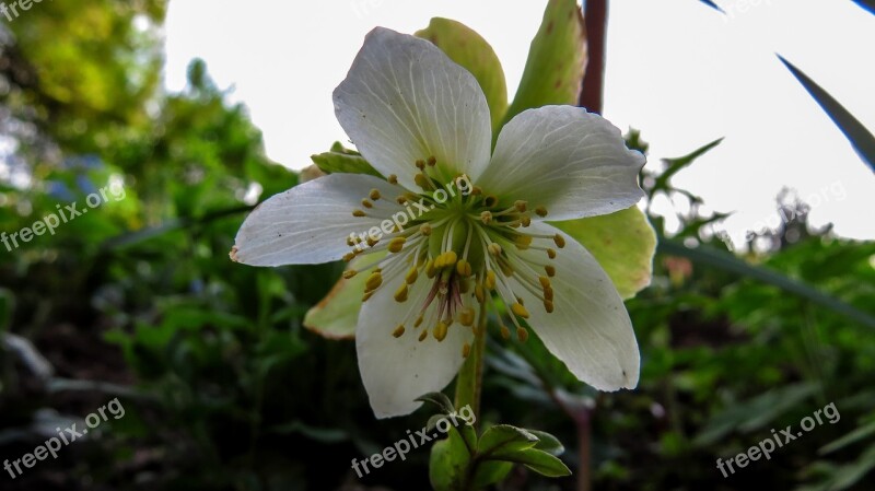 Flower Macro Nature Spring Meadow Flower