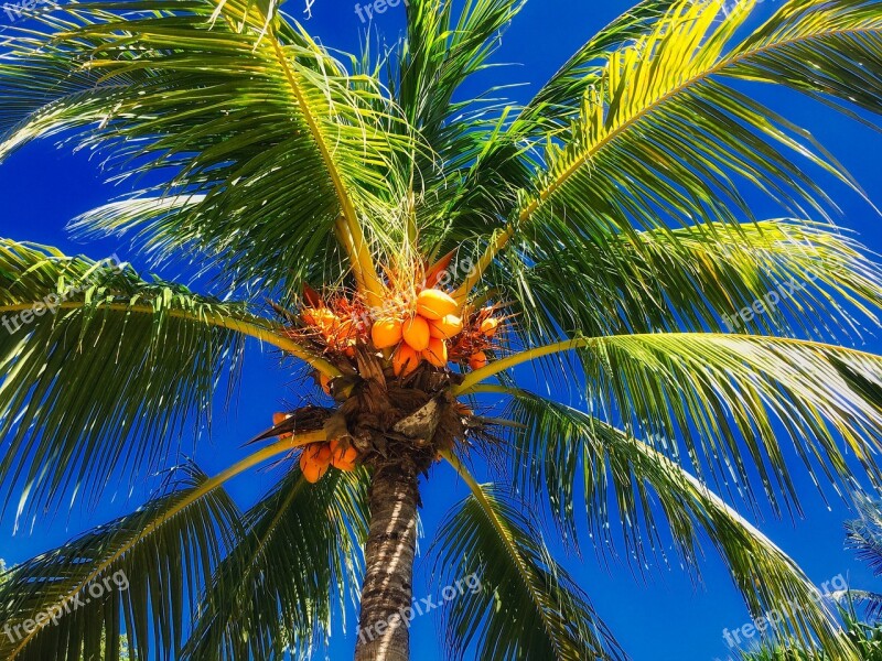 Exotica Palma Koksy Coconut Tree Sky