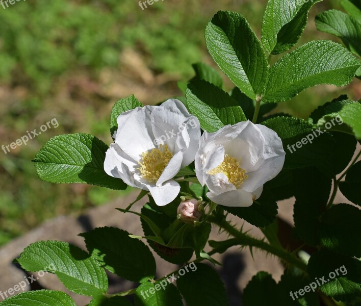 Palest Pink Roses Rugosa Rose Pale Pink Flower Blossom