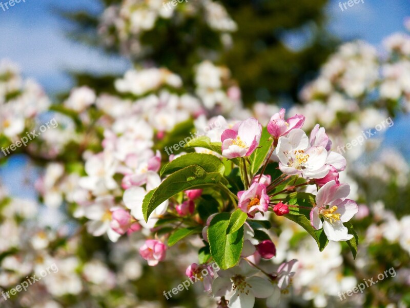 Apple Blossom Apple Tree Blossom Bloom Spring