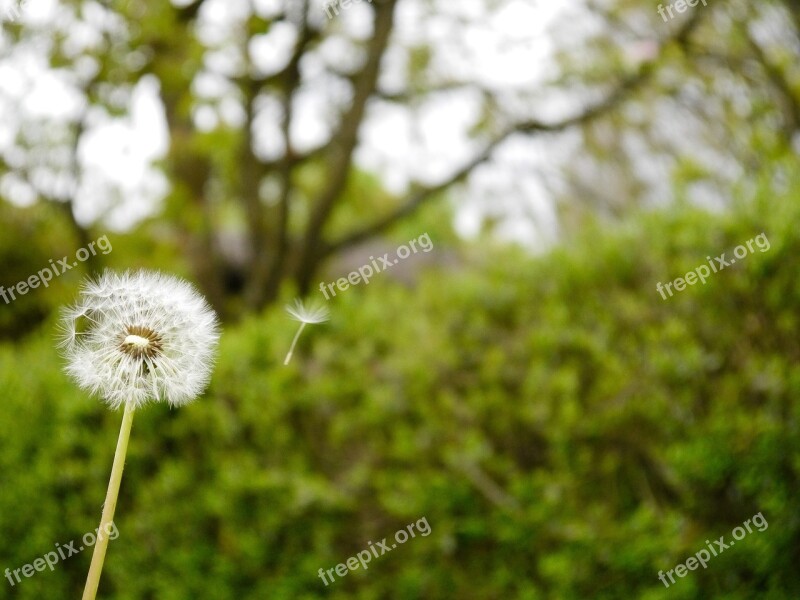 Dandelion Faded Seeds Pointed Flower Meadow