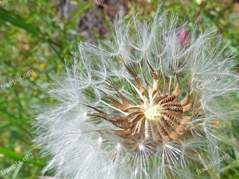 Dandelion Seeds Angelitos Wind Plant Geometry