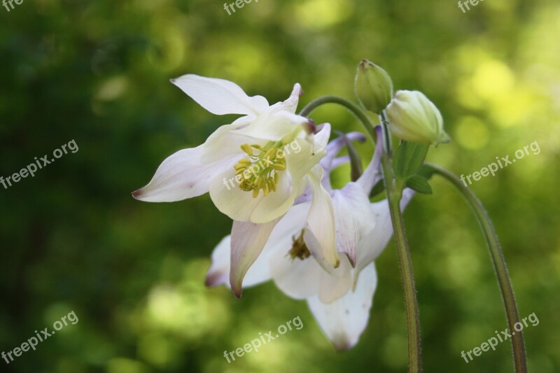 Columbine Spring Garden Flower Blossom