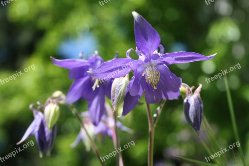 Columbine Spring Violet Flower Blossom